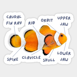 Anatomy of a Clownfish And Funny Labels Sticker